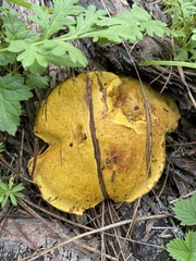 Suillus