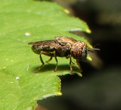 Orthonevra nitida