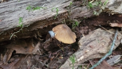 Entoloma formosum