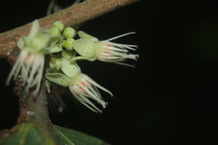 Piparea dentata