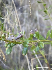 Aceria baccharipha