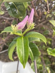 Cryptostegia