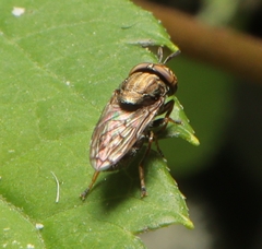 Orthonevra nitida