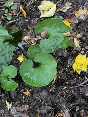 Arnoglossum reniforme