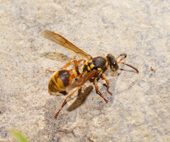 Ropalidia socialistica