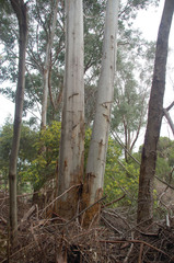 Eucalyptus grandis