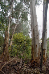 Eucalyptus grandis