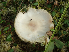 Russula sphagnicola