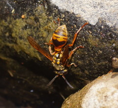 Ropalidia socialistica