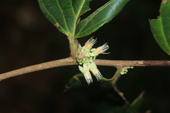 Piparea dentata