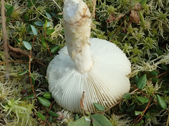Russula sphagnicola