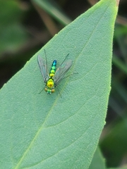 Condylostylus longicornis