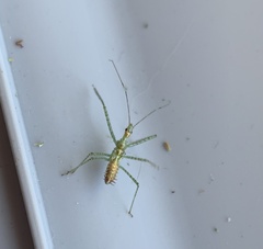 Zelus renardii