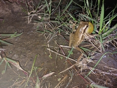 Boana pulchella