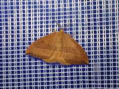 Watsonalla cultraria