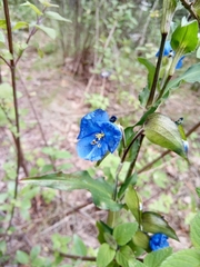 Commelina tuberosa