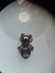 Pseudeuophrys erratica