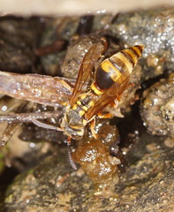 Ropalidia socialistica