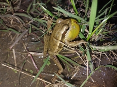 Boana pulchella