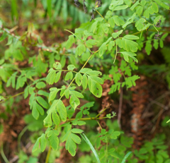 Corydalis scouleri