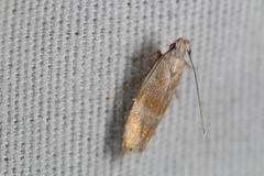 Battaristis vittella