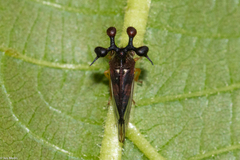 Bocydium globulare