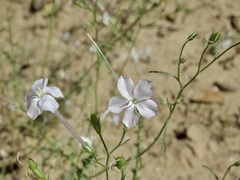 Ipomopsis longiflora