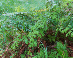Corydalis scouleri