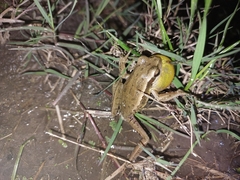 Boana pulchella