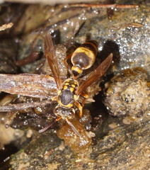 Ropalidia socialistica