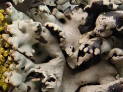Hypogymnia physodes