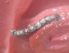 Odontopera bidentata