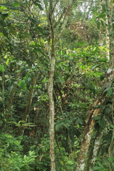 Piparea dentata