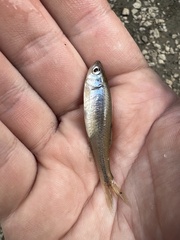 Lythrurus umbratilis