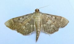 Herpetogramma aeglealis