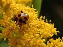 Ceratomegilla notata