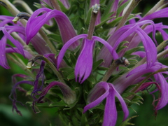Lobelia thapsoidea