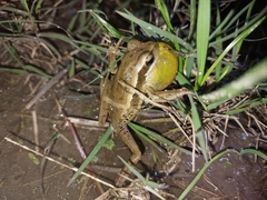 Boana pulchella
