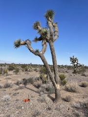 Yucca brevifolia
