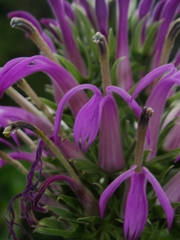 Lobelia thapsoidea
