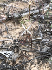 Caladenia capillata