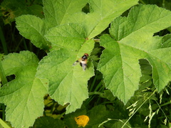 Volucella pellucens