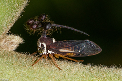 Bocydium globulare