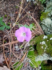 Geranium potentillifolium