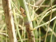 Acleris laterana