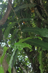 Piparea dentata