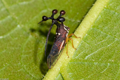 Bocydium globulare