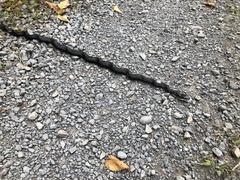 Pantherophis spiloides