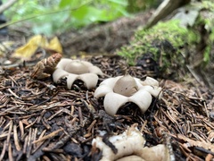 Geastrum triplex