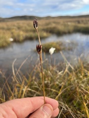 Juncus castaneus